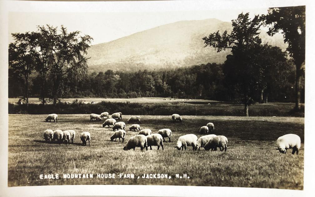 Why the stone walls? Follow the sheep boom, bust | Local News