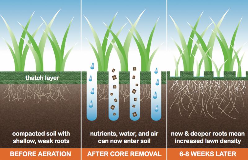 Lawn Aeration Basics – Tools and Tips – Times Square Chronicles