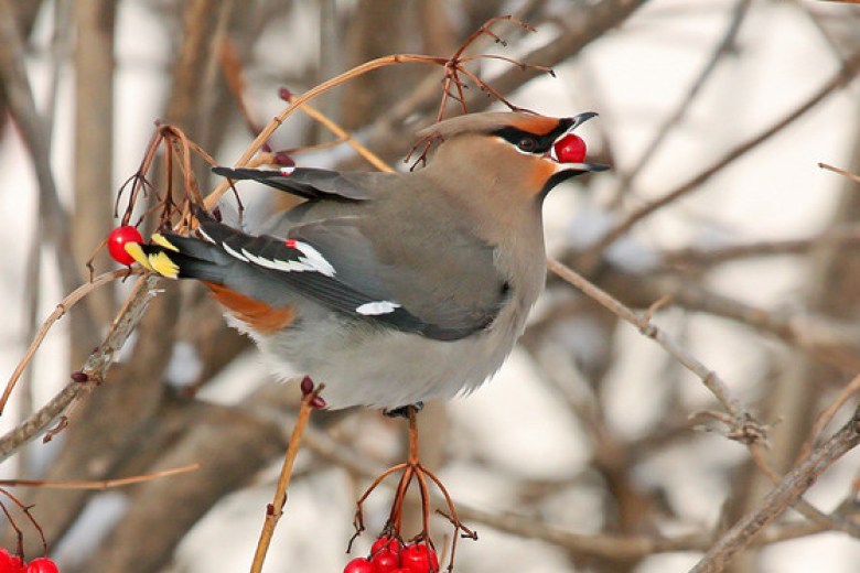 A bohemian waxwing resting on a viburnum