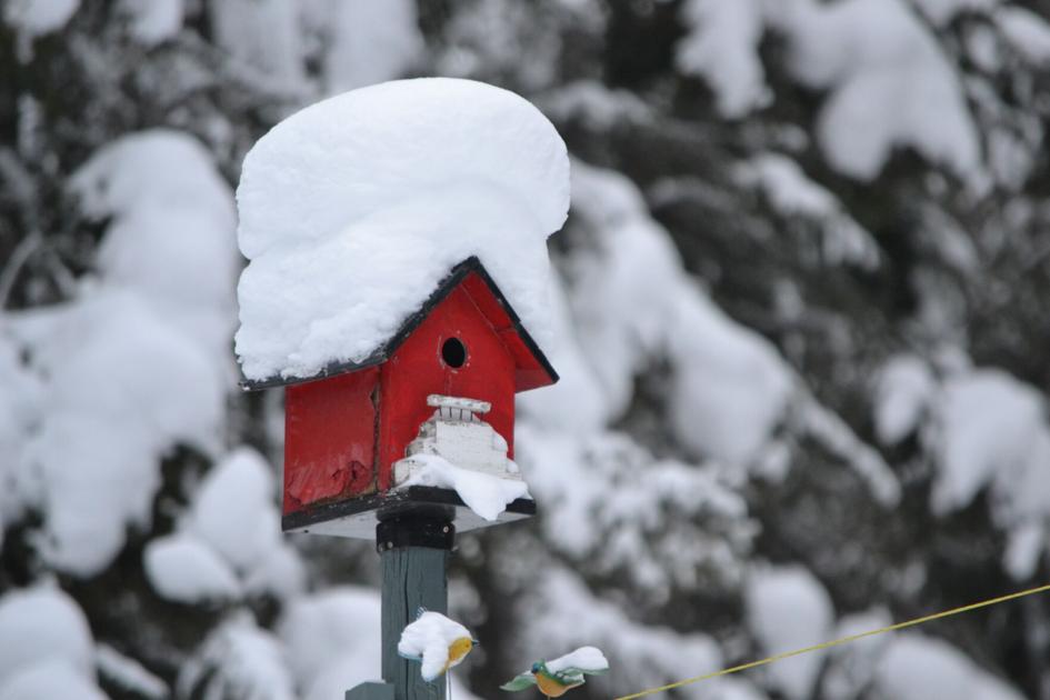 Winter landscaping with nature in mind can sustain birds | Living