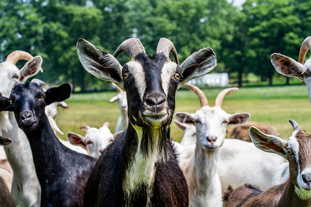 This Colorado Town Brought in 800 Goats to Help with Landscaping