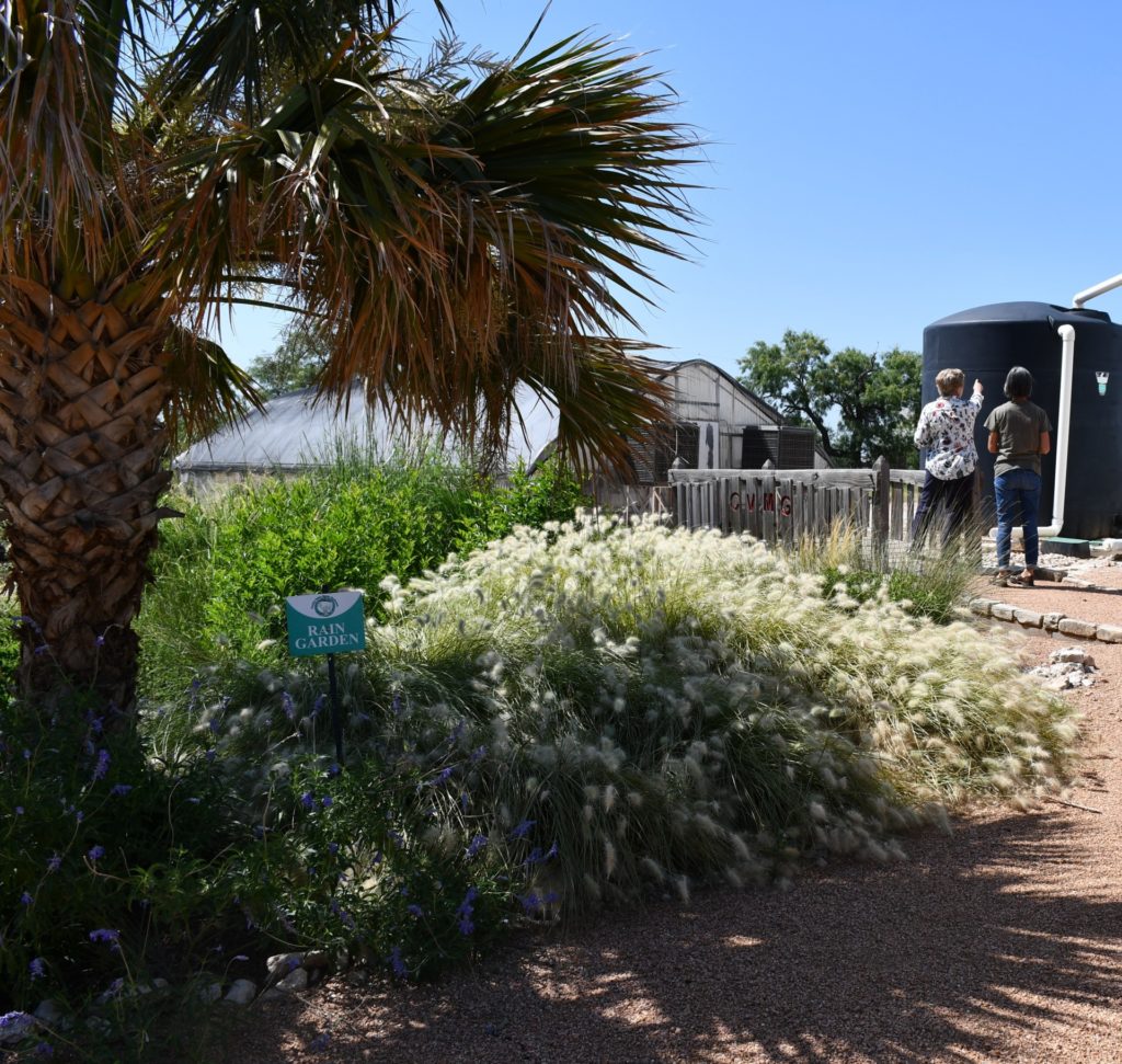 The Texas Master Gardeners rain garden at the Tom Green County 4-H Center in San Angelo.  Drought friendly native plants and grasses are in the foreground with two women looking at a rain catchment system in the background.