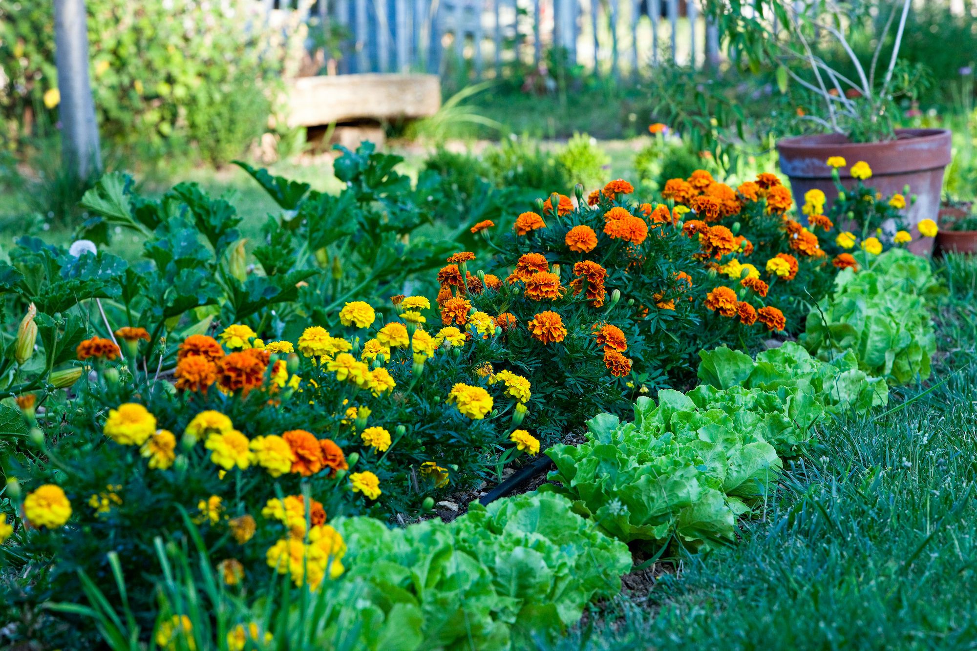 Edible Landscaping Tips for Beginners
