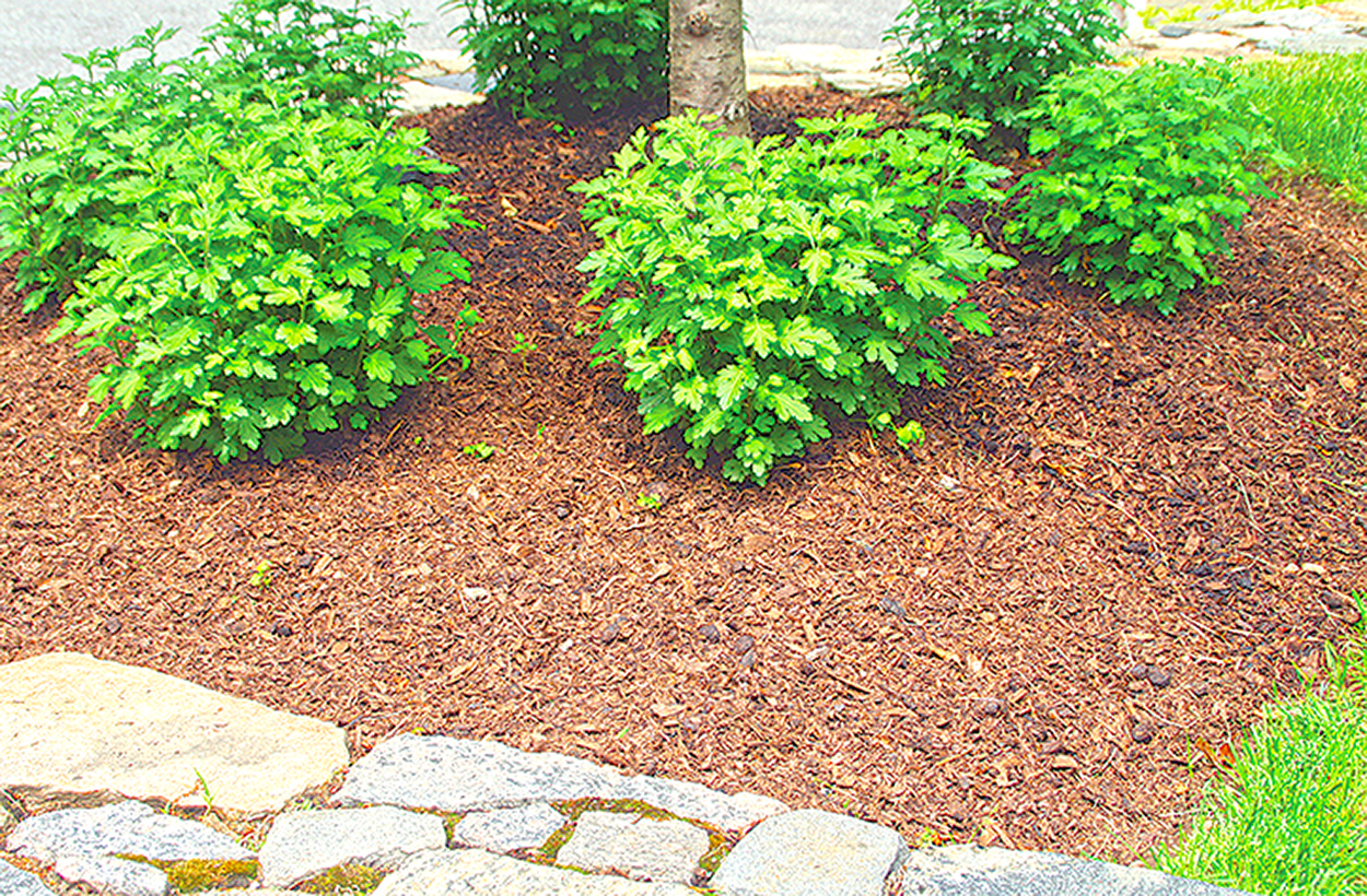 Curb appeal: Revitalize landscaping on a budget