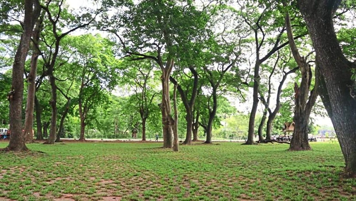 Angkor Wat gets landscaping boost