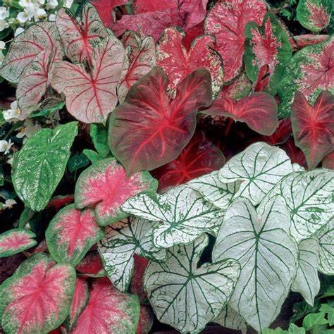 Kathy’s Gardening Guide: Shade landscaping