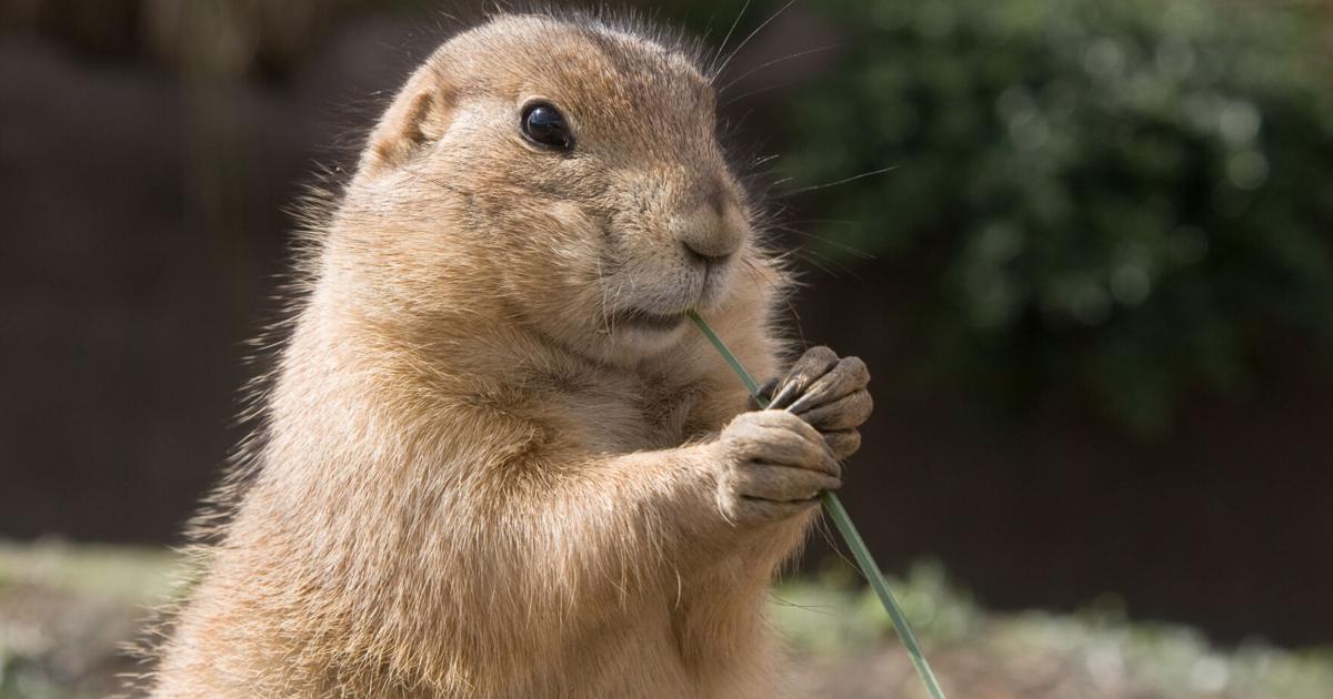 Colorado prairie dog protection group wins battle against Walgreens landscaping project