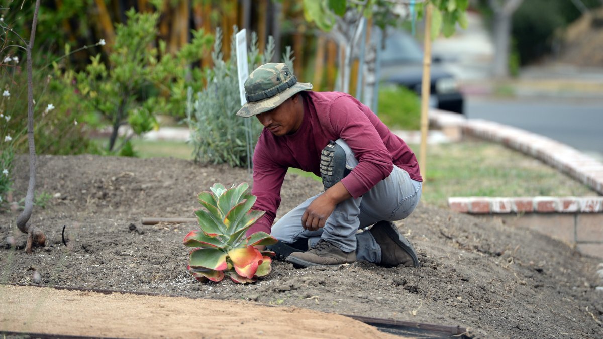 How to Transform Your Law Into Drought Tolerant Landscaping – NBC Los Angeles