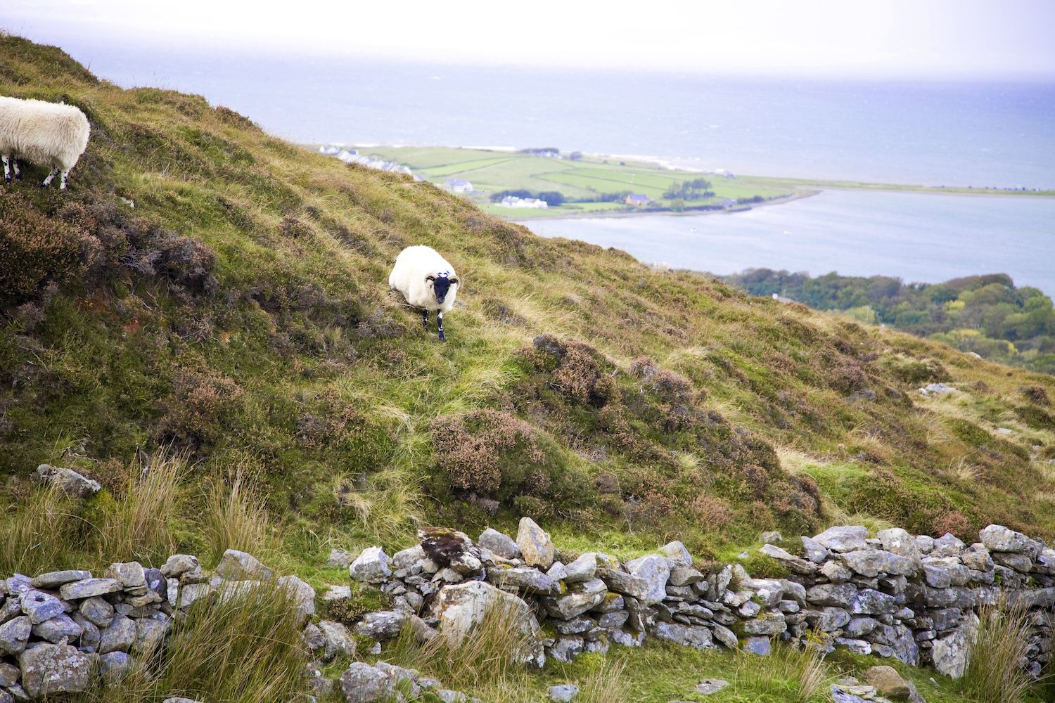 A history in Ireland's dry stone walls
