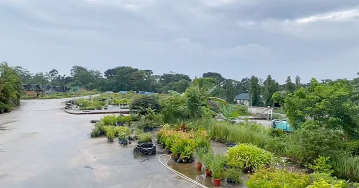 Thousands of plants at Lim Chu Kang farm at risk of being disposed as landscaping firm can't make deadline to move - Mothership.SG