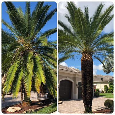 Residential and Commercial Landscaping Company Offers Tree Removal Services in Pembroke Pines, Florida