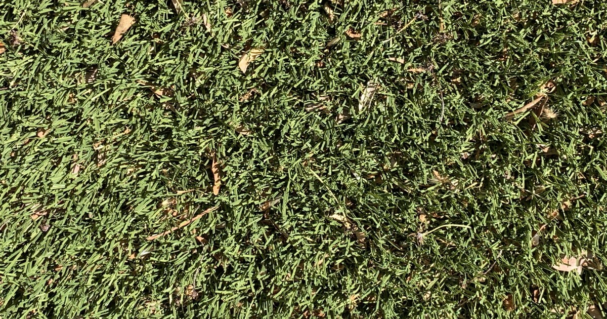 SL Co. mayor seeks to convert athletic fields to artificial turf, remove grassy park strips
