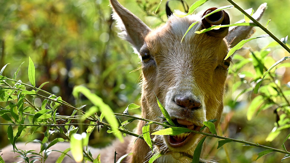 Marlborough uses team of goats to tackle tough landscaping jobs