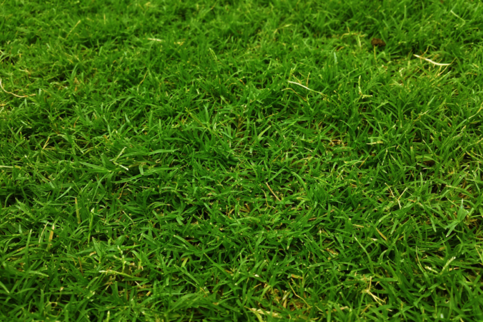 Get High - Quality Artificial Grass with Liquidator