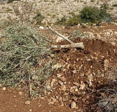 Israeli Soldiers Uproot 2000 Olive Trees, Demolish Retaining Walls, Near Salfit – – IMEMC News