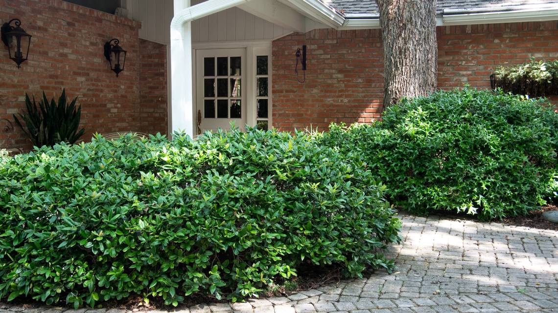Hollies are best choice in landscaping shrubs for North Texas