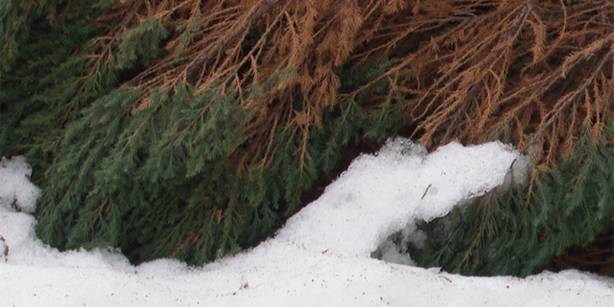 Winter can be tough on landscaping, expert says